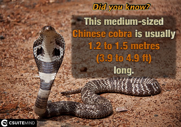 This medium-sized Chinese cobra is usually 1.2 to 1.5 metres (3.9 to 4.9 ft) long,

