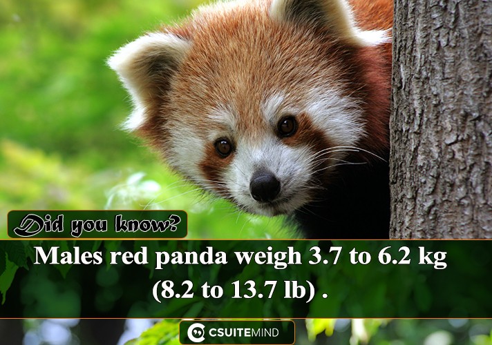  Males red panda weigh 3.7 to 6.2 kg (8.2 to 13.7 lb) .
