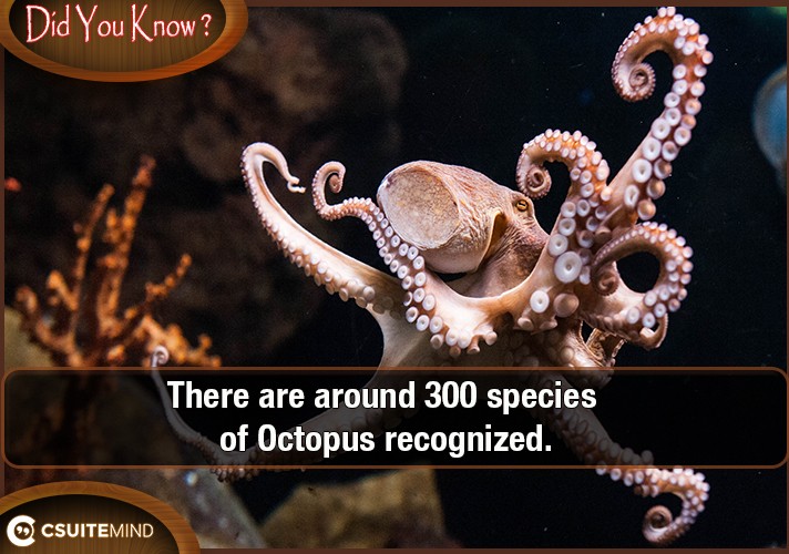 there-are-around-300-species-of-octopus-recognized