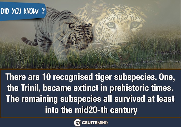 There are 10 recognised tiger subspecies. One, the Trinil, became extinct in prehistoric times. The remaining subspecies all survived at least into the mid-20th century.