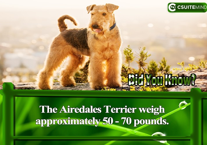  The Airedales Terrier weigh approximately 50 - 70 pounds,
