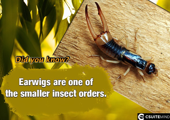 Earwigs are one of the smaller insect orders.
