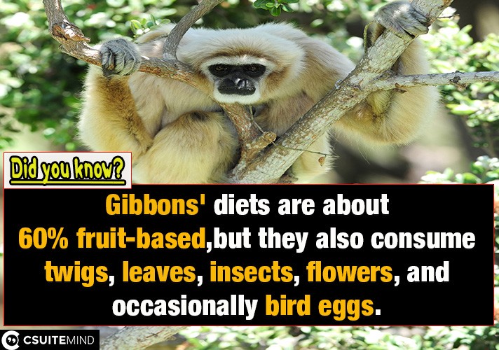 Gibbons' diets are about 60% fruit-based,but they also consume twigs, leaves, insects, flowers, and occasionally bird eggs.
