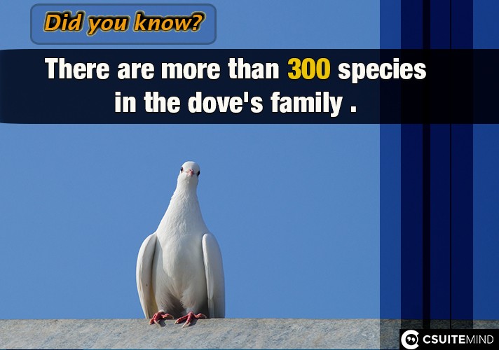 There are more than 300 species in the dove's family . 
