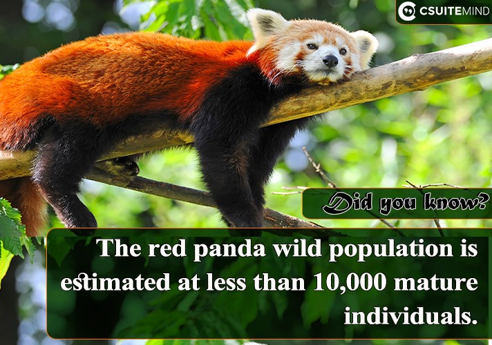 The red panda wild population is estimated at less than 10,000 mature individuals.
