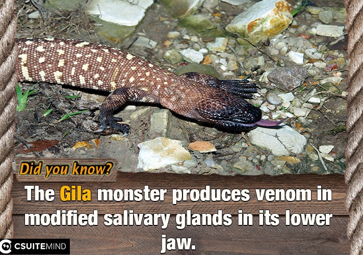 The Gila monster produces venom in modified salivary glands in its lower jaw. 
