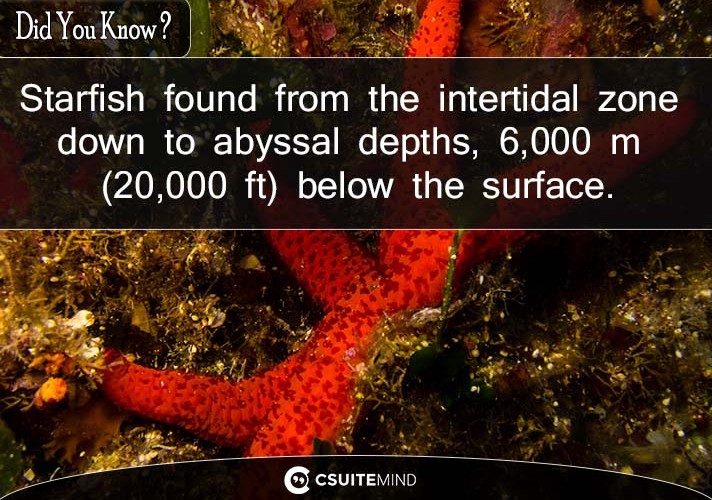 Starfish found from the intertidal zone down to abyssal depths, 6,000 m (20,000 ft) below the surface.