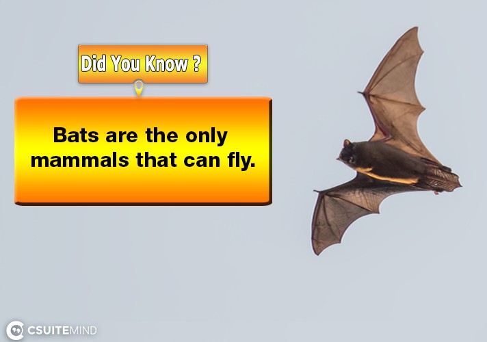 bats-are-the-only-mammals-that-can-fly