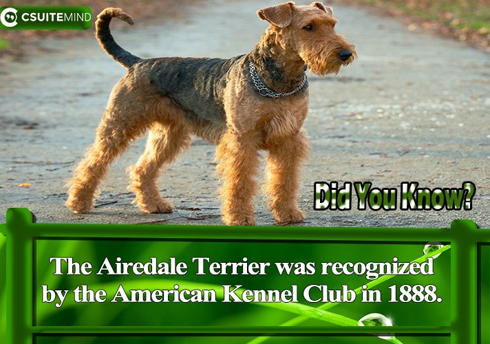 The Airedale Terrier was recognized by the American Kennel Club in 1888.