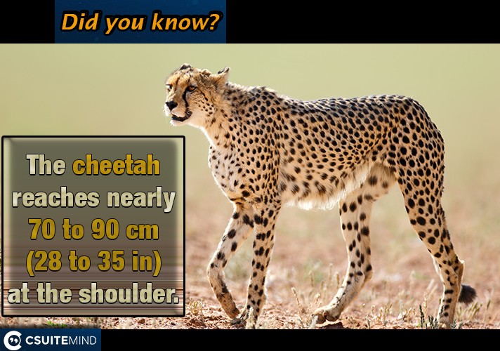 The cheetah reaches nearly 70 to 90 cm (28 to 35 in) at the shoulder, 
