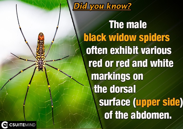 the-male-black-widow-spiders-often-exhibit-various-red-or-red-and-white-markings-on-the-dorsal-surface-upper-side-of-the-abdomen