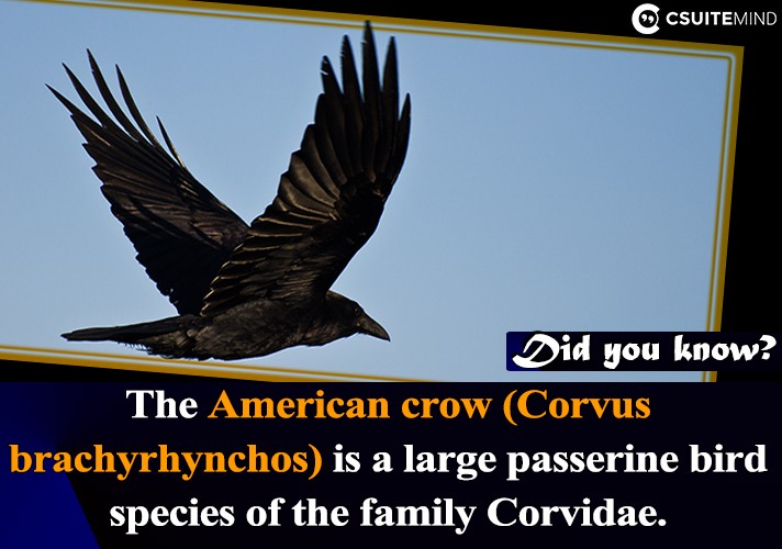 the-american-crow-corvus-brachyrhynchos-is-a-large-passerine-bird-species-of-the-family-corvidae
