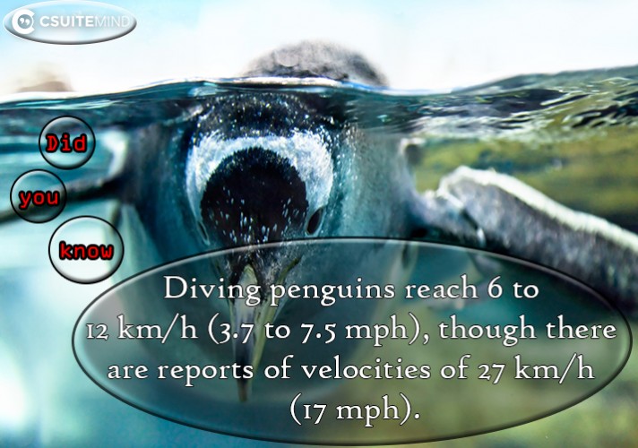 Diving penguins reach 6 to 12 km/h (3.7 to 7.5 mph), though there are reports of velocities of 27 km/h (17 mph).