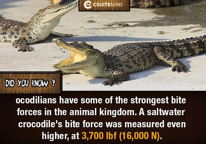 ocodilians have some of the strongest bite forces in the animal kingdom. A saltwater crocodile's bite force was measured even higher, at 3,700 lbf (16,000 N). 