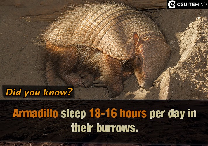  Armadillo sleep 16-18 hours per day in their burrows.
