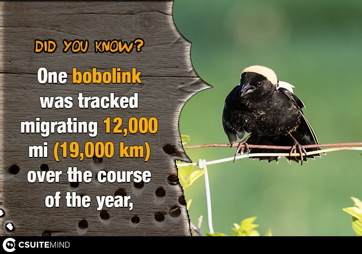 One bobolink was tracked migrating 12,000 mi (19,000 km) over the course of the year, 
