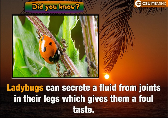  Ladybugs can secrete a fluid from joints in their legs which gives them a foul taste.
