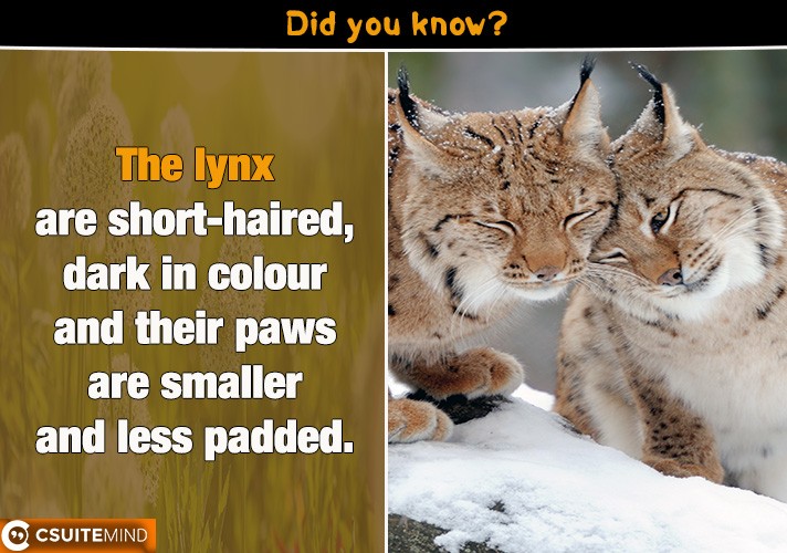 The lynx are short-haired, dark in colour and their paws are smaller and less padded.
