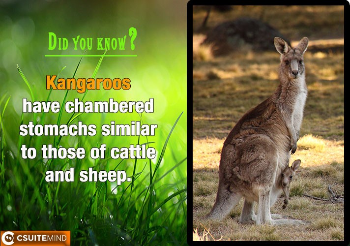 Kangaroos have chambered stomachs similar to those of cattle and sheep. 
