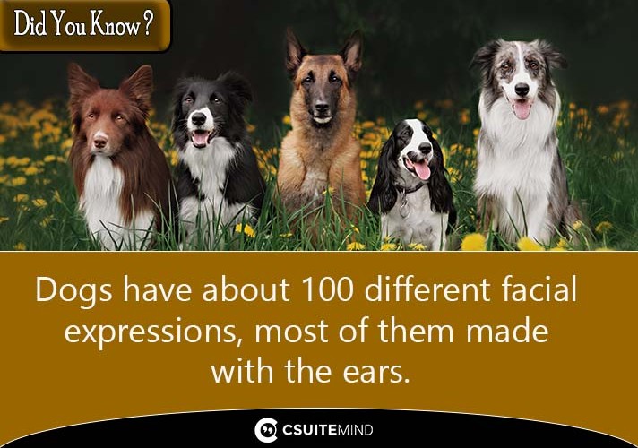 Dogs have about 100 different facial expressions, most of them made with the ears.