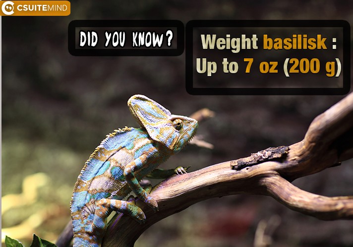 Weight basilisk :Up to 7 oz (200 g)