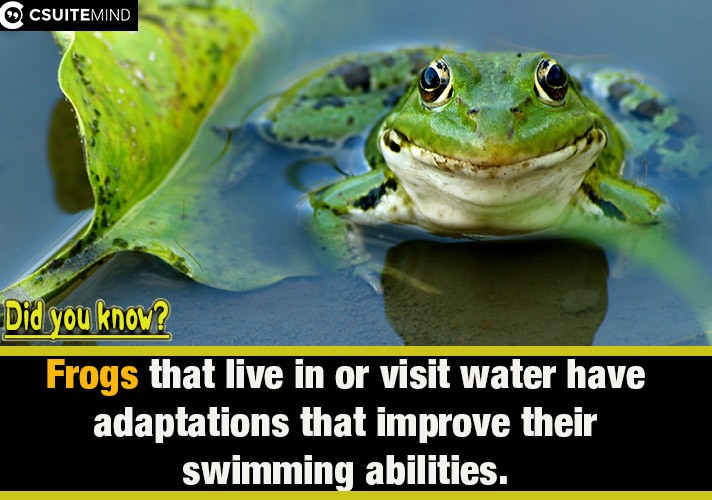 Frogs that live in or visit water have adaptations that improve their swimming abilities.
