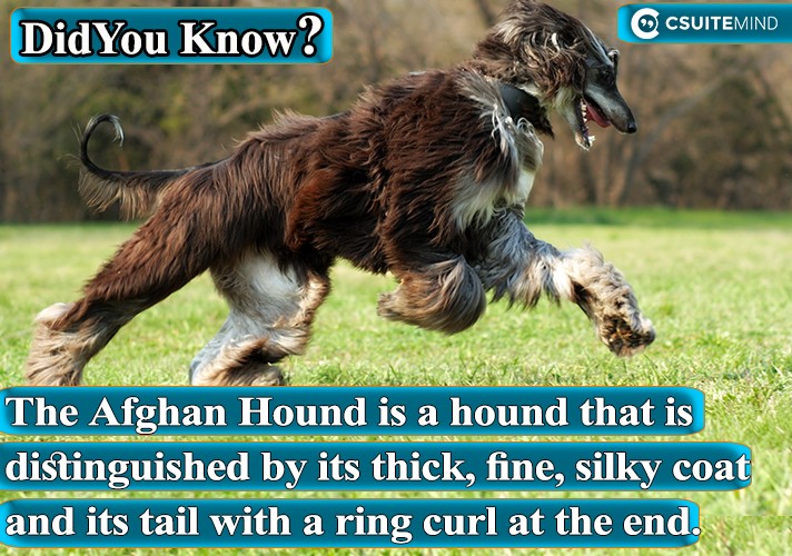 The Afghan Hound is a hound that is distinguished by its thick, fine, silky coat and its tail with a ring curl at the end.
