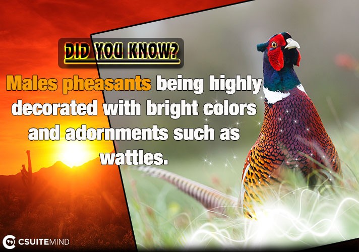  Males pheasants being highly decorated with bright colors and adornments such as wattles.

