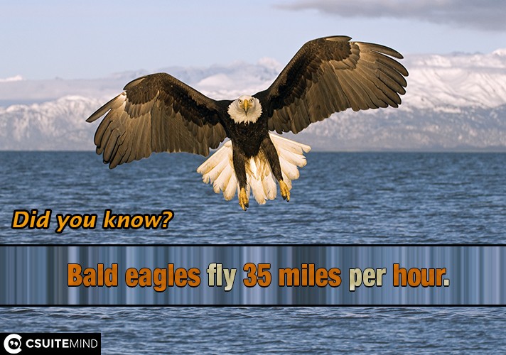  Bald eagles fly 35 miles per hour.