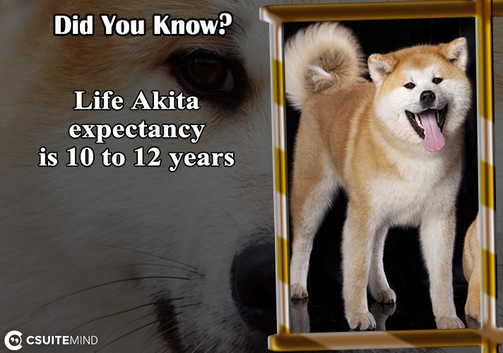  Life Akita expectancy is 10 to 12 years