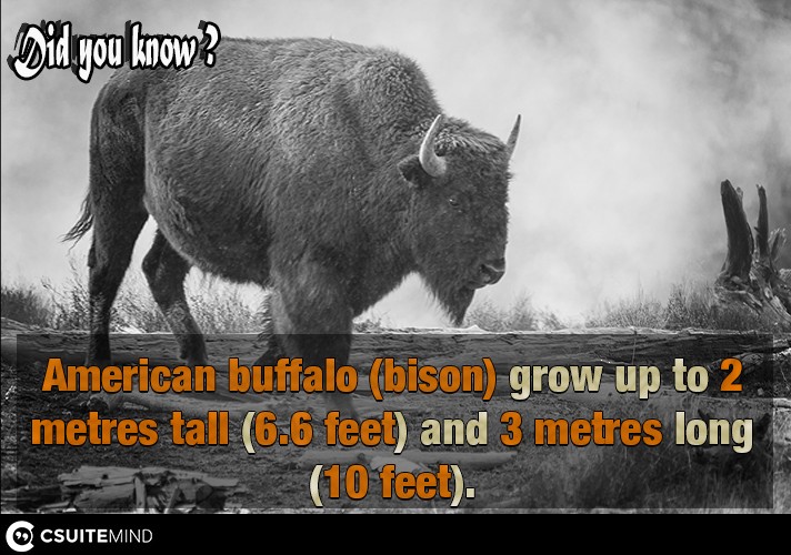  American buffalo (bison) grow up to 2 metres tall (6.6 feet) and 3 metres long (10 feet).