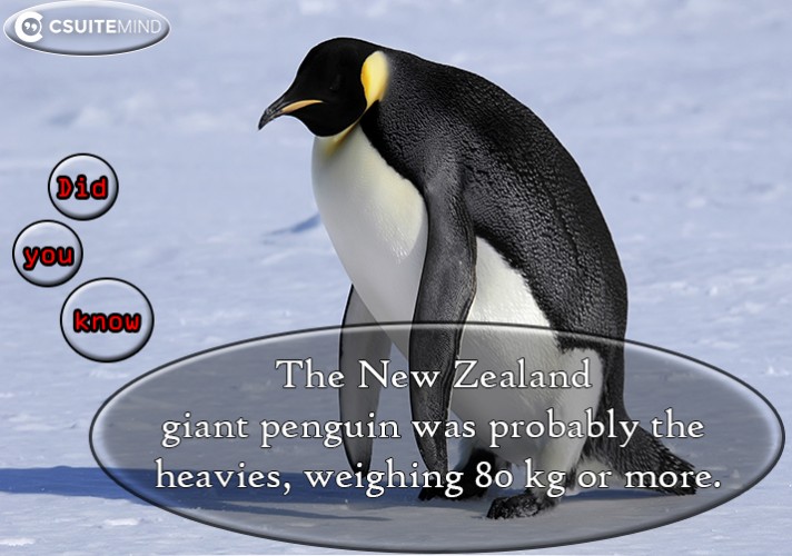 The New Zealand giant penguin was probably the heaviest, weighing 80 kg or more.