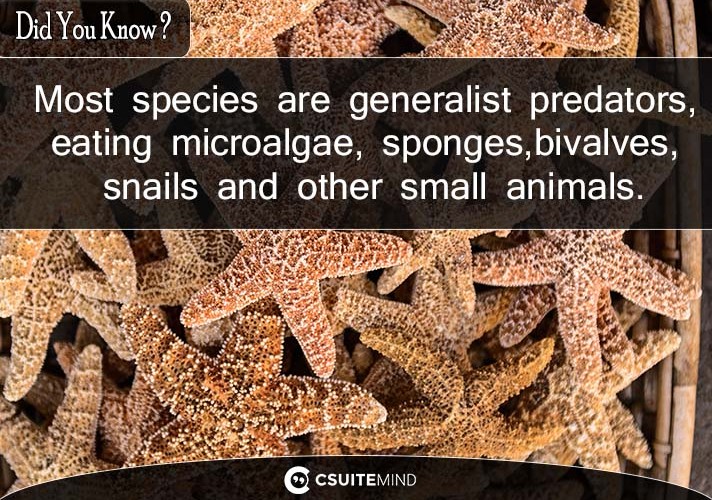 Most species are generalist predators, eating microalgae, sponges, bivalves, snails and other small animals