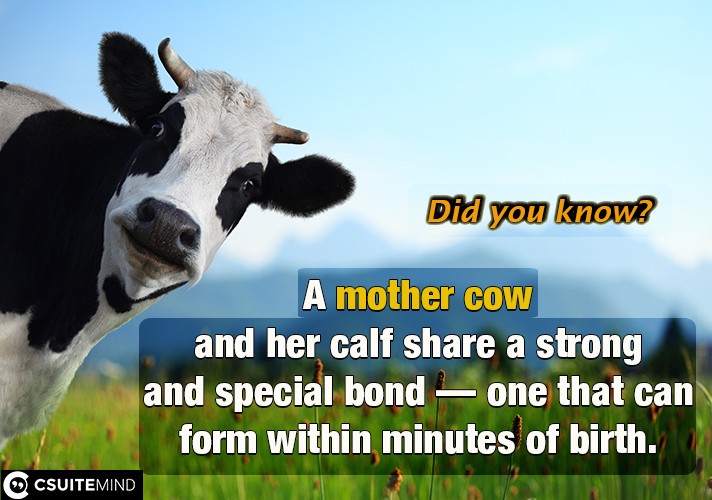  A mother cow and her calf share a strong and special bond — one that can form within minutes of birth.
