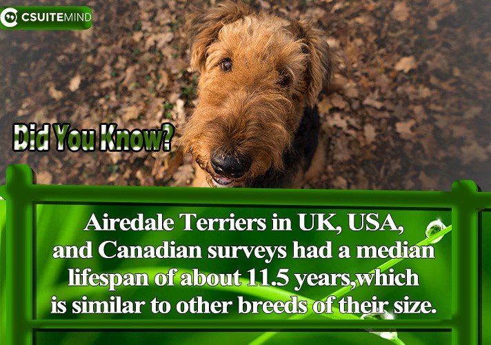 Airedale Terriers in UK, USA, and Canadian surveys had a median lifespan of about 11.5 years,which is similar to other breeds of their size.
