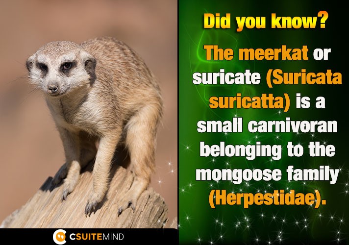 The meerkat or suricate (Suricata suricatta) is a small carnivoran belonging to the mongoose family (Herpestidae).
