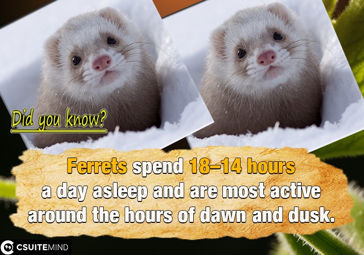 Ferrets spend 14–18 hours a day asleep and are most active around the hours of dawn and dusk,
