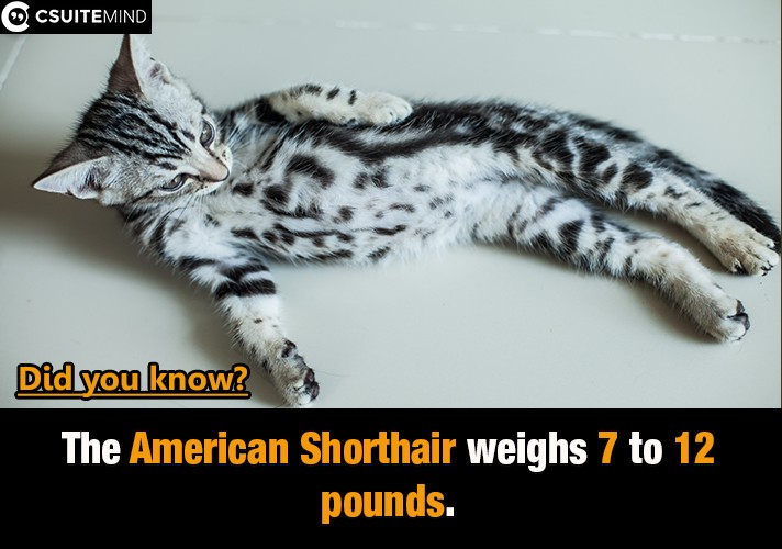 The American Shorthair weighs 7 to 12 pounds.