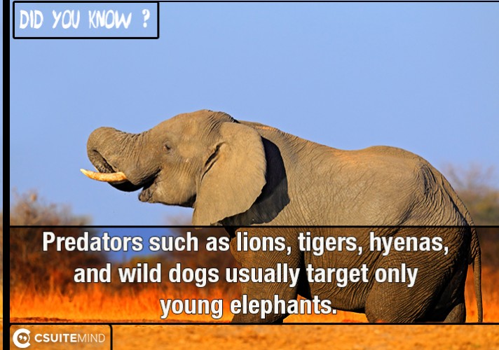 Predators such as lions, tigers, hyenas, and wild dogs usually target only young elephants.