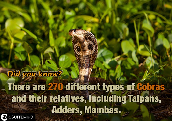 There are 270 different types of Cobras and their relatives, including Taipans, Adders, Mambas, 
