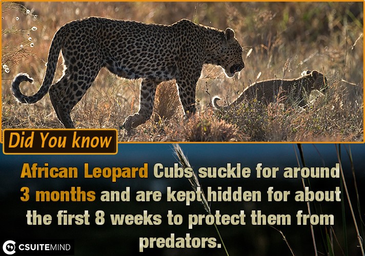 African Leopard Cubs suckle for around 3 months and are kept hidden for about the first 8 weeks to protect them from predators.