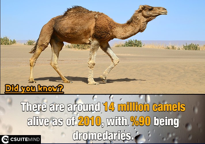 There are around 14 million camels alive as of 2010, with 90% being dromedaries.

