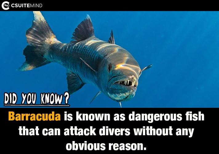 Barracuda is known as dangerous fish that can attack divers without any obvious reason.
