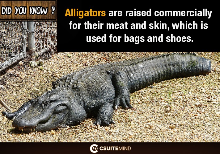 Alligators are raised commercially for their meat and skin, which is used for bags and shoes. 