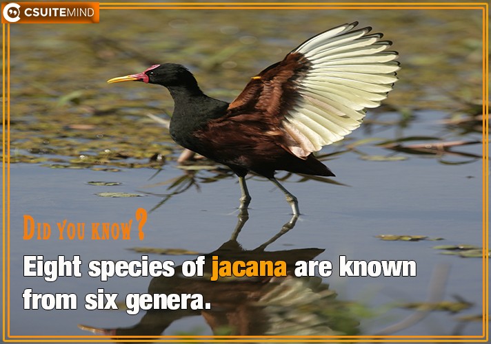 Eight species of jacana are known from six genera. 

