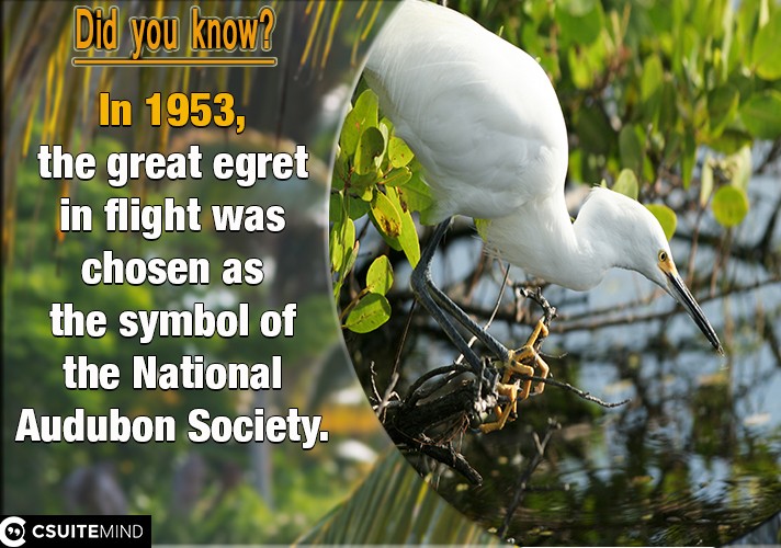 In 1953, the great egret in flight was chosen as the symbol of the National Audubon Society, 