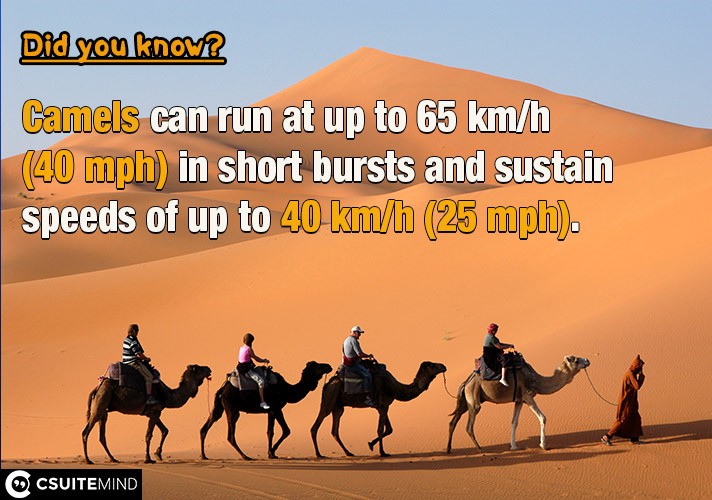 Camels can run at up to 65 km/h (40 mph) in short bursts and sustain speeds of up to 40 km/h (25 mph).

