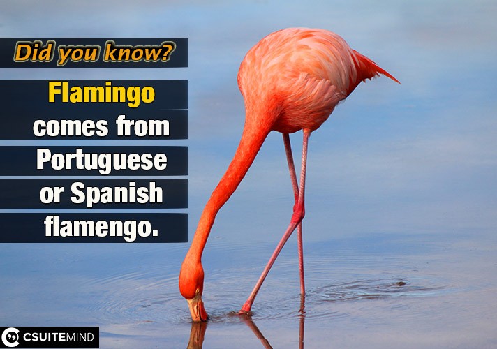 Flamingo comes from Portuguese or Spanish flamengo.
