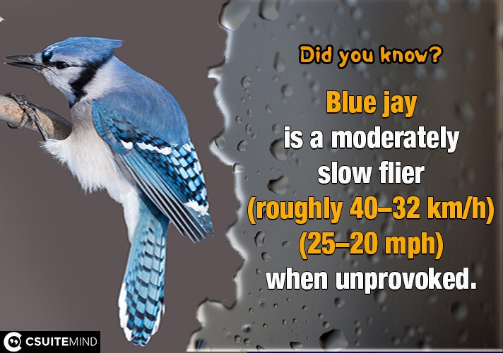 Blue jay  is a moderately slow flier (roughly 32–40 km/h (20–25 mph)) when unprovoked.
