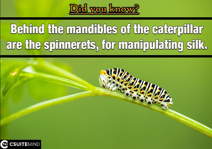  Behind the mandibles of the caterpillar are the spinnerets, for manipulating silk.
